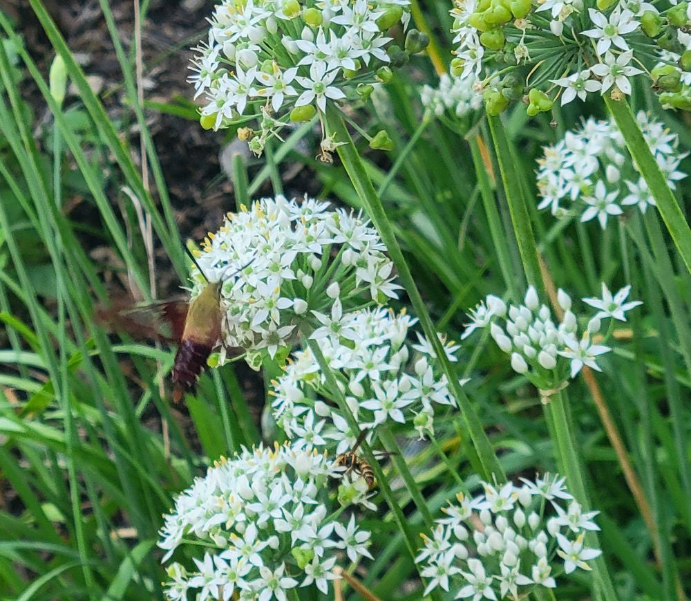 Garlic Chives Allium Tuberosum, Tall White Late Summer Flowers, 10 Bulbs – different angle