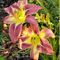 Daylily 'Star Of Fantasy' Fragrant Lavender Mauve 8.5" Flowers on 30" Scapes