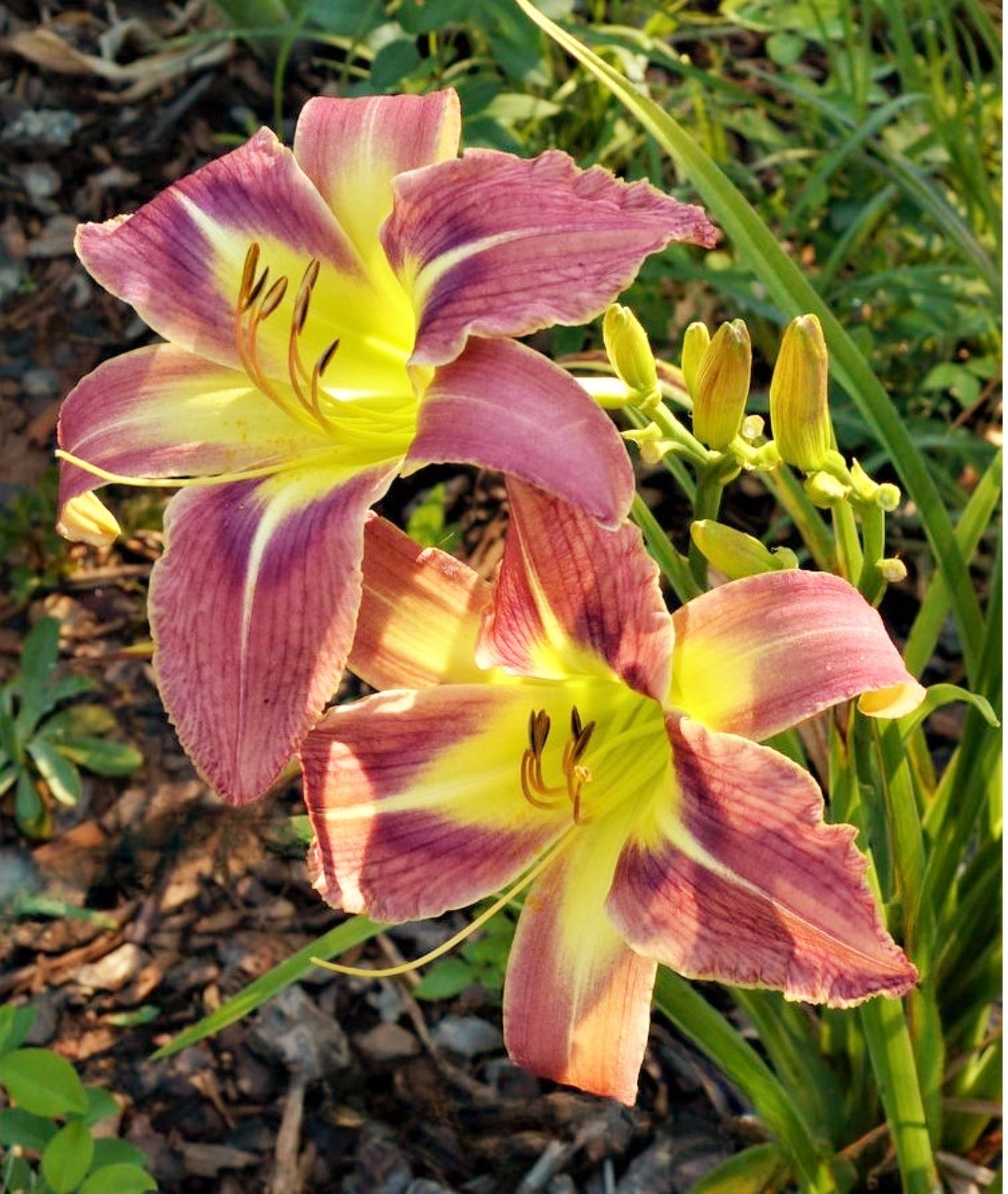 Daylily 'Star Of Fantasy' Fragrant Lavender Mauve 8.5" Flowers on 30" Scapes