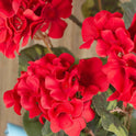 Regal Red Artificial 18" Geranium Flowers Bouquet, Bush