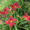 Daylily 'Ruby Throat' Deep Bright Red 5" Showy Blooms on 21" Flower Scapes
