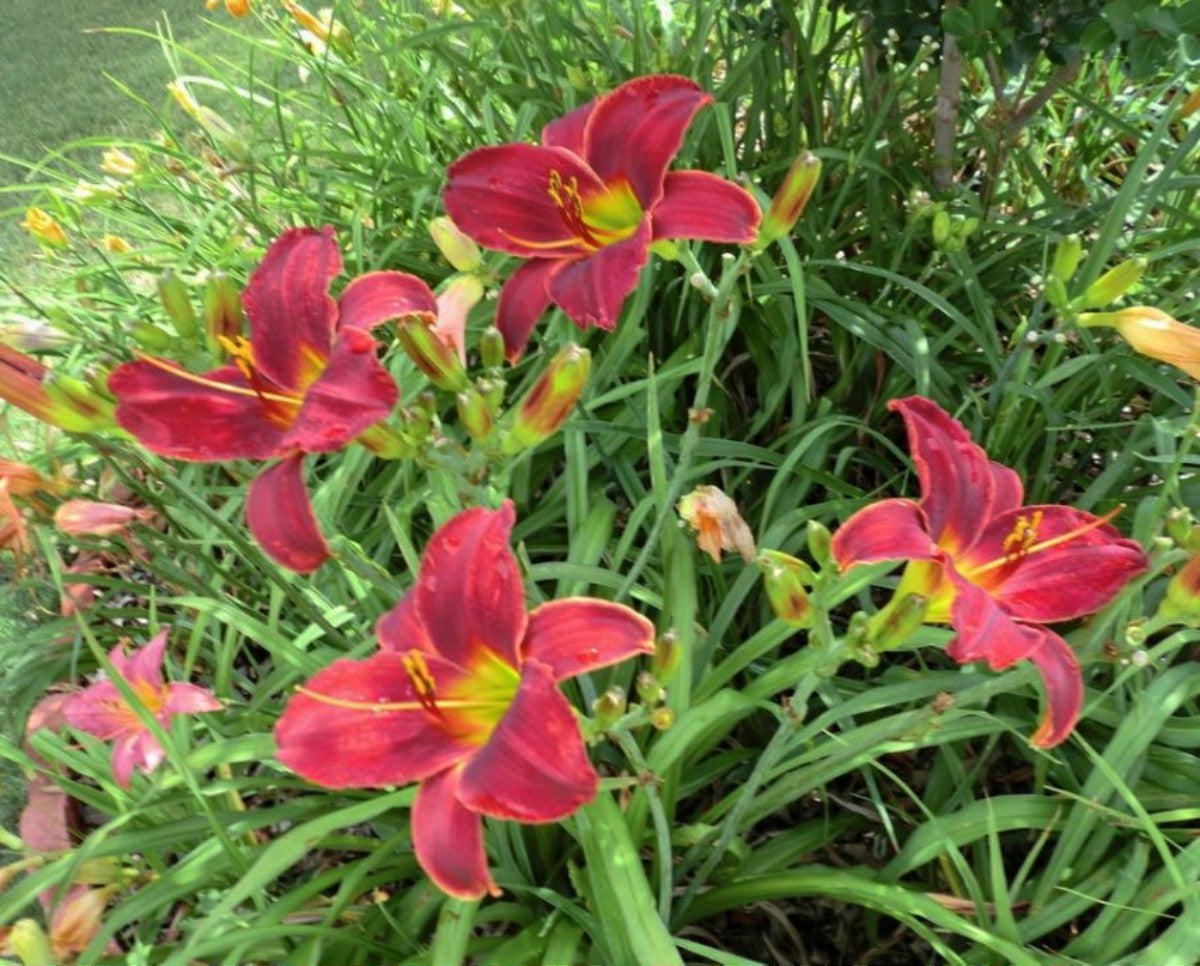 Daylily 'Ruby Throat' Deep Bright Red 5" Showy Blooms on 21" Flower Scapes