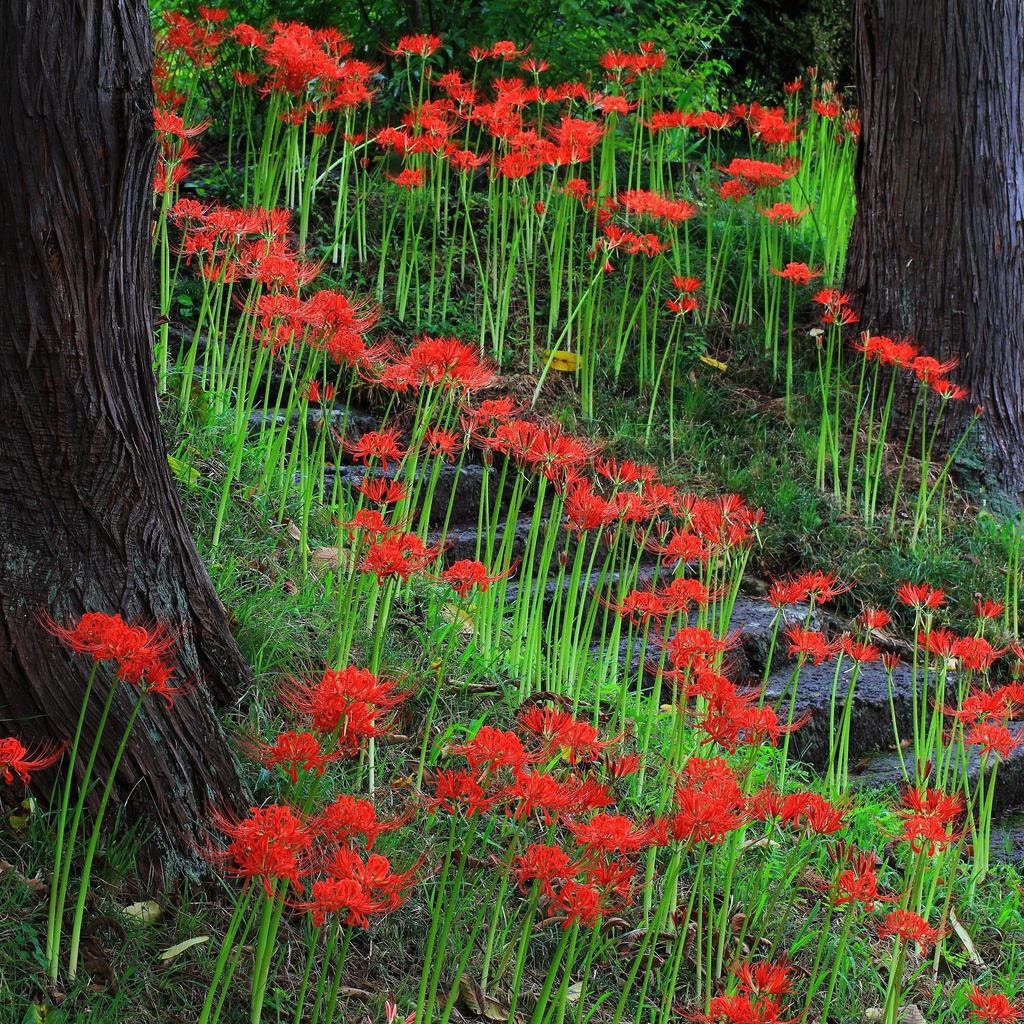 Red Spider Lily, Lycoris Radiata, Magic Lily Amaryllis Heirloom Bulbs, Set of 2