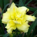 Daylily 'Double River Wye' 4.5" Double Bright Yellow Blooms on 30" Flower Scapes