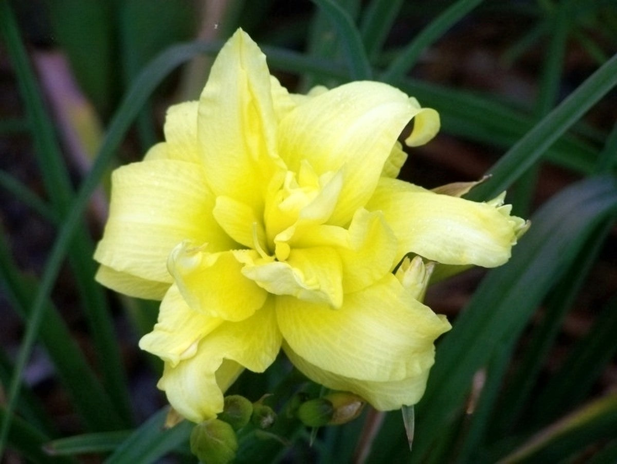 Daylily 'Double River Wye' 4.5" Double Bright Yellow Blooms on 30" Flower Scapes