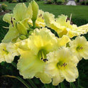 Dayily 'Harbor Mist' 5 1/2" Bright Soft Yellow Blooms on 28" Flower Scapes