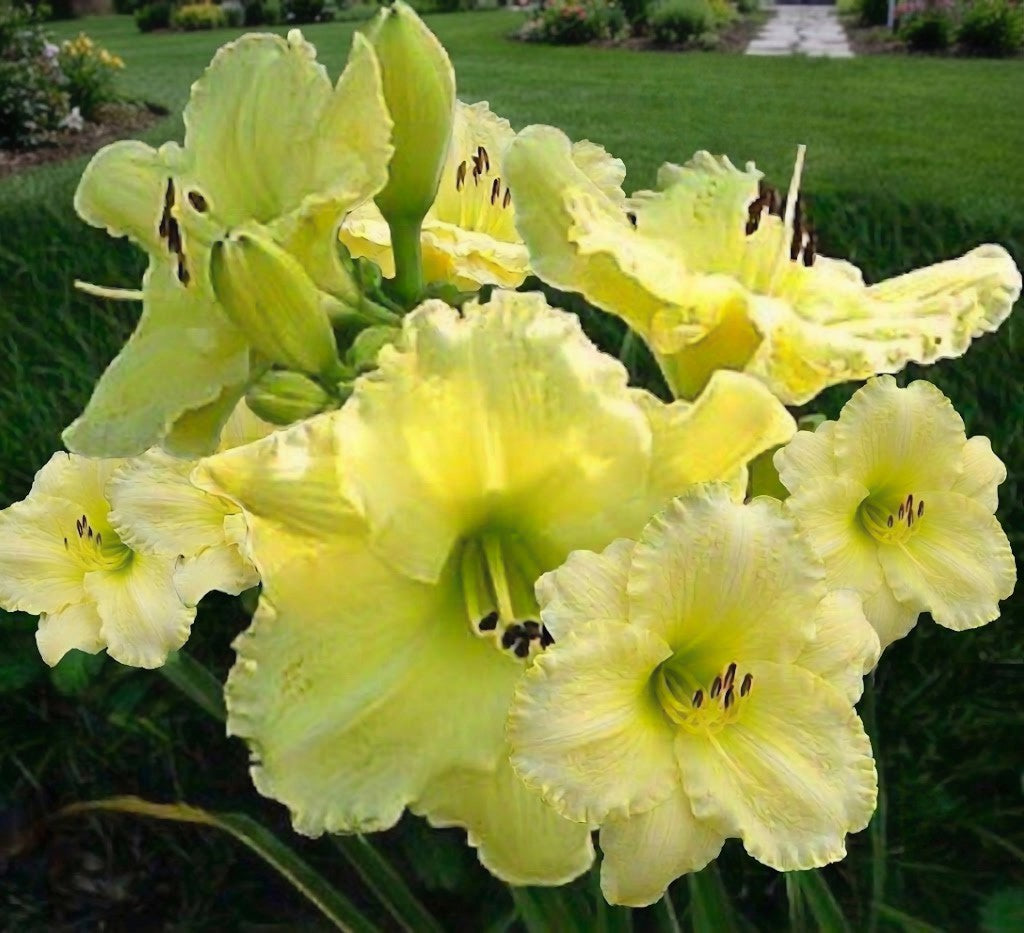 Dayily 'Harbor Mist' 5 1/2" Bright Soft Yellow Blooms on 28" Flower Scapes