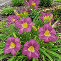 Daylily 'Sebastian' Beautiful Purple 5 1/2" Blooms on 20" Flower Scapes