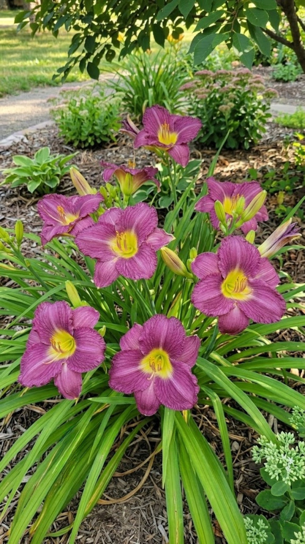 Daylily 'Sebastian' Beautiful Purple 5 1/2" Blooms on 20" Flower Scapes