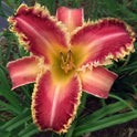 Daylily 'Wolverine' Rose Pink 7 1/4" Edged, Toothed Blooms, 38" Scape Height
