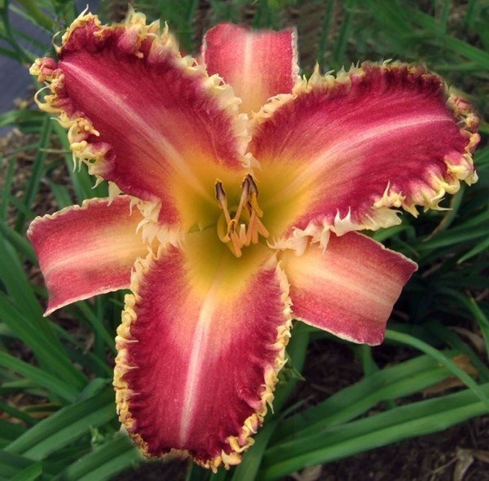 Daylily 'Wolverine' Rose Pink 7 1/4" Edged, Toothed Blooms, 38" Scape Height