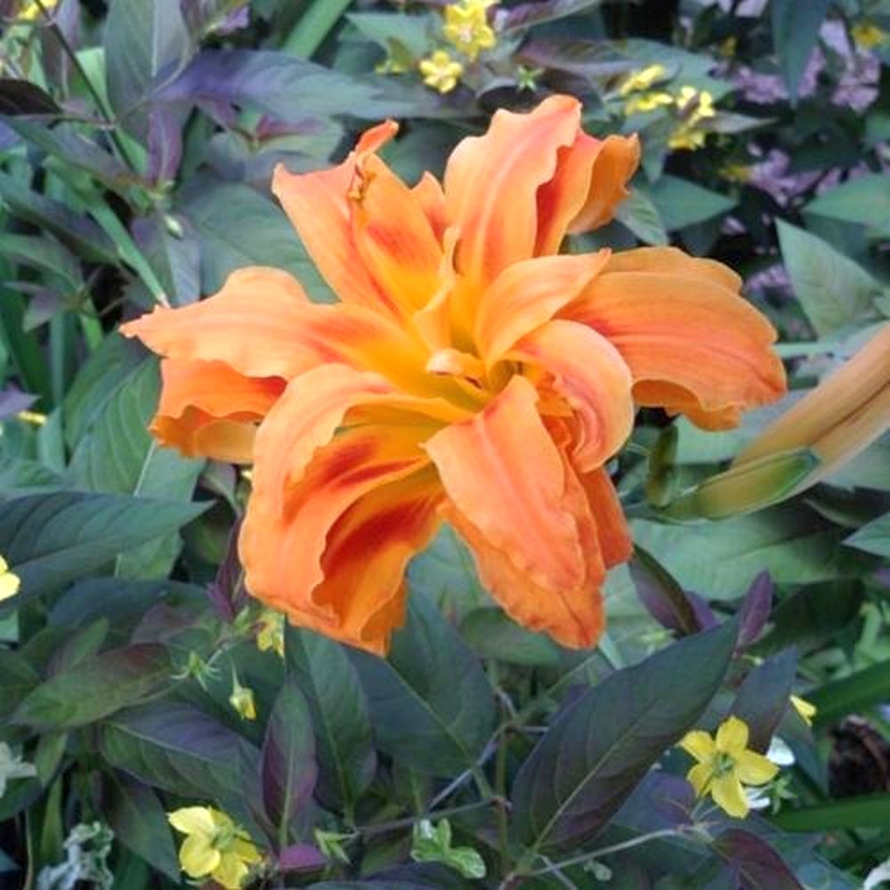 Hemerocallis Daylily 'Kwanso' Double Orange Flowers, 2 Bareroot Fans
