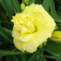 Daylily 'Cabbage Flower' Bright Lemon Yellow 4 1/2" Blooms on 17" Flower Scapes
