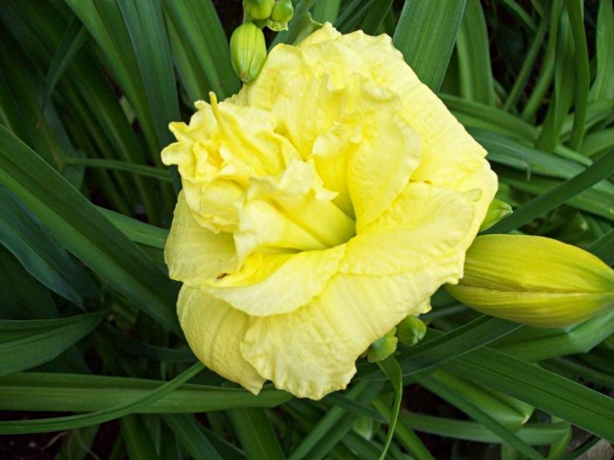 Daylily 'Cabbage Flower' Bright Lemon Yellow 4 1/2" Blooms on 17" Flower Scapes