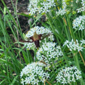 Garlic Chives Allium Tuberosum, Tall White Late Summer Flowers, 10 Bulbs – styled setting