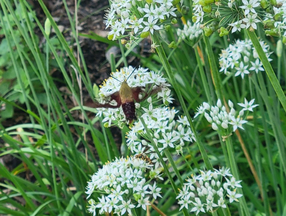 Garlic Chives Allium Tuberosum, Tall White Late Summer Flowers, 10 Bulbs – styled setting