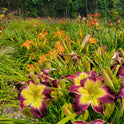 Daylily 'Laura Harwood' Vivid Deep Purple 7" Fragrant Blooms, 23" Flower Scapes