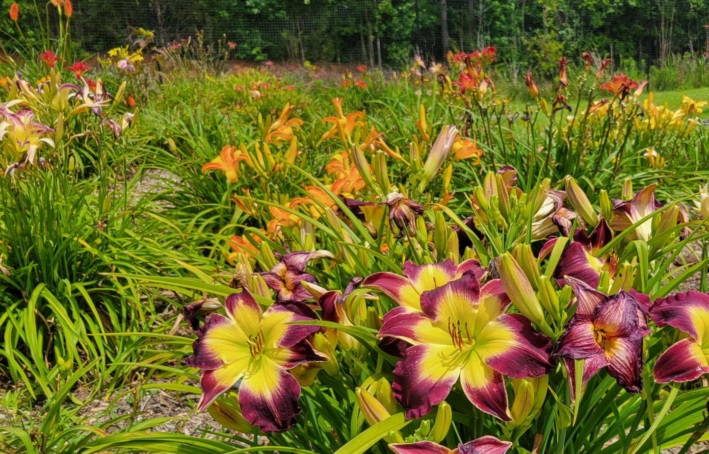 Daylily 'Laura Harwood' Vivid Deep Purple 7" Fragrant Blooms, 23" Flower Scapes