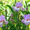 Tall Bearded 'Oui Madame' Iris, 38" with Lavender Ruffled Flowers Showy Blooms