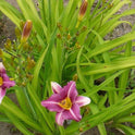 Daylily 'Mary Reed' Raspberry Pink 2.5" Blooms on 24" Scapes