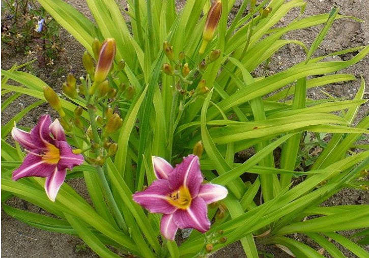 Daylily 'Mary Reed' Raspberry Pink 2.5" Blooms on 24" Scapes
