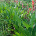 Canna Indica, Indian Shot Lily, Light Red Elegant Flowers, 2 Rhizomes