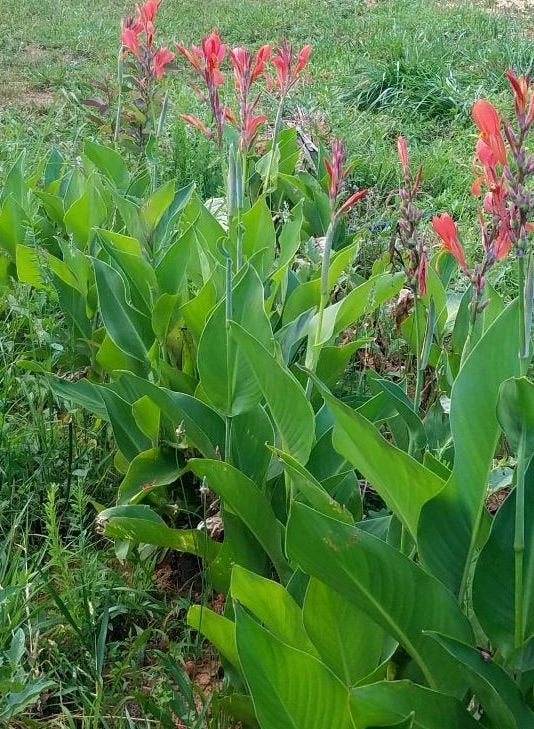 Canna Indica, Indian Shot Lily, Light Red Elegant Flowers, 2 Rhizomes