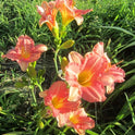 Daylily 'Platinum Palette Sweet Liberty' Watermelon Pink Blooms, 24" Scapes