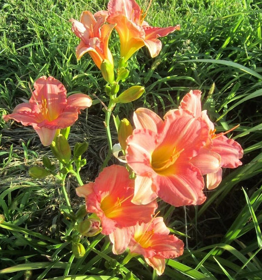 Daylily 'Platinum Palette Sweet Liberty' Watermelon Pink Blooms, 24" Scapes