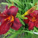 Daylily Hemerocallis Meno, Double Red Bloom, 22", Double Fan