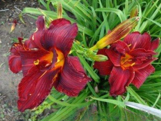 Daylily Hemerocallis Meno, Double Red Bloom, 22", Double Fan