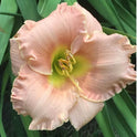Daylily 'Chorus Line' Showy and Fragrant 3 1/2" Pink Blooms on 20" Scapes