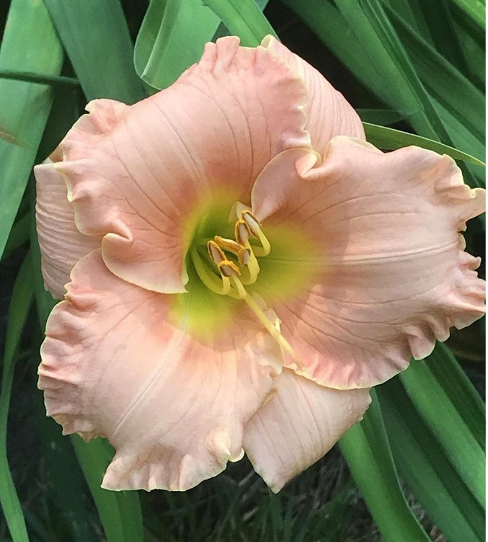 Daylily 'Chorus Line' Showy and Fragrant 3 1/2" Pink Blooms on 20" Scapes