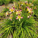 Daylily 'Andy's Awe' 6" Purple and White Blooms on 34" Flower Scapes