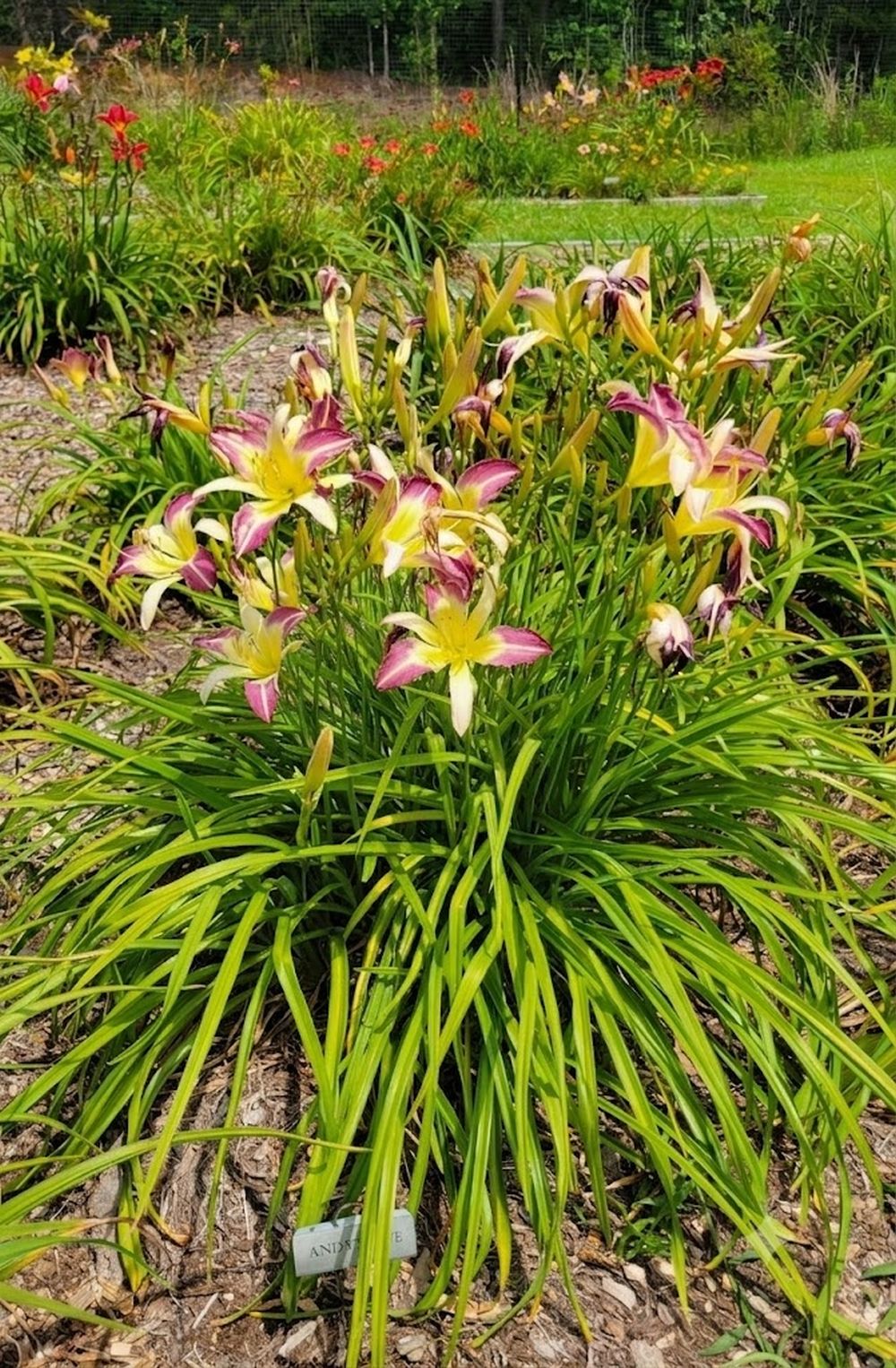 Daylily 'Andy's Awe' 6" Purple and White Blooms on 34" Flower Scapes