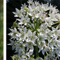 Garlic Chives Allium Tuberosum, Tall White Late Summer Flowers, 10 Bulbs