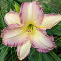 Daylily 'Swedish Girl' Lavender Pink 5 1/2" Showy Blooms on 26" Scapes
