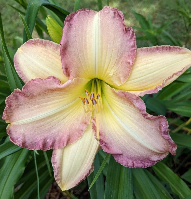 Daylily 'Swedish Girl' Lavender Pink 5 1/2" Showy Blooms on 26" Scapes