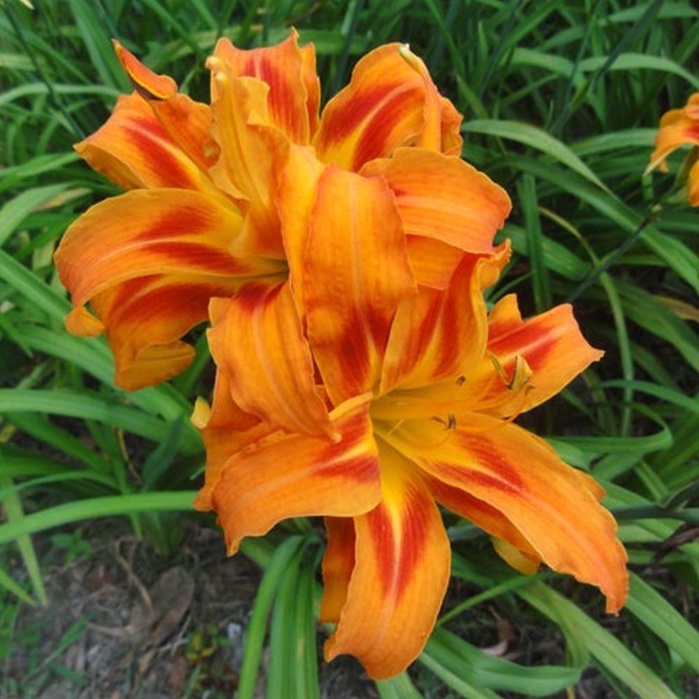 Hemerocallis Daylily 'Kwanso' Double Orange Flowers, 2 Bareroot Fans