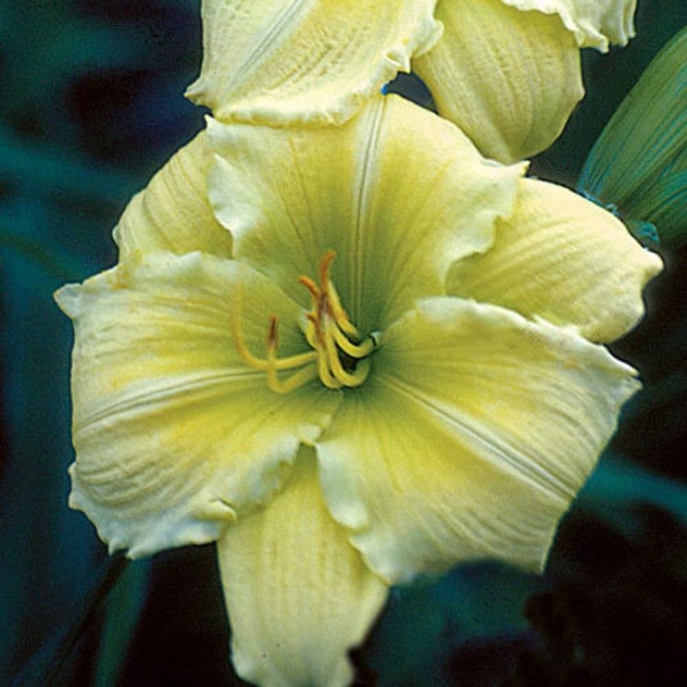 Beauty to Behold Daylily 24-26" Scapes, 6" Lemon Yellow Flowers, 2 Fans
