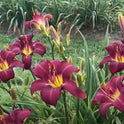 Wayside King Royale Daylily, 36" Scapes, 6" Fragrant Purple Blooms