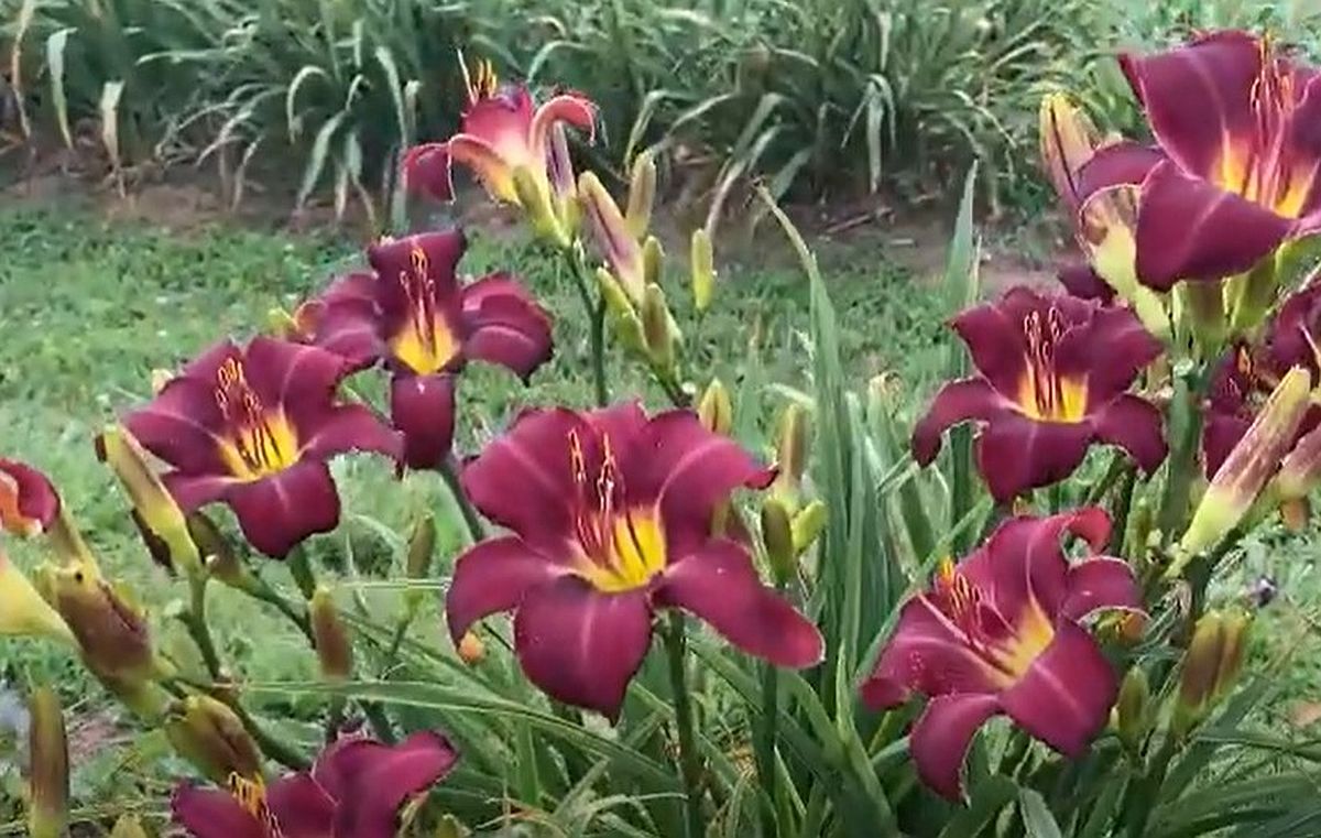 Wayside King Royale Daylily, 36" Scapes, 6" Fragrant Purple Blooms