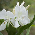 Hedychium Coronarium, Fragrant White Butterfly Ginger Lily, One Bareroot Rhizome