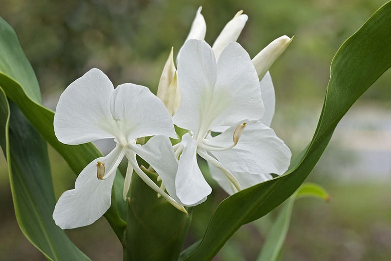 Hedychium Coronarium, Fragrant White Butterfly Ginger Lily, One Bareroot Rhizome
