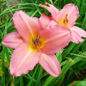 Daylily 'Vivacious' Silver Pink Showy 5" Blooms on 30" Scapes