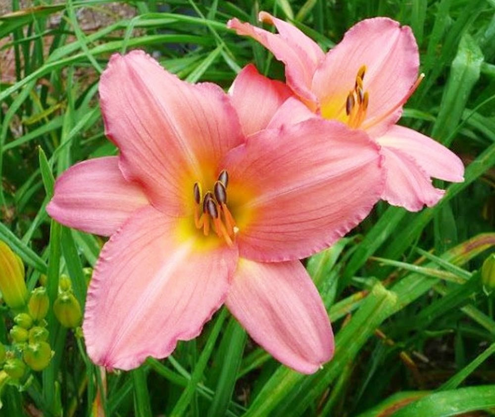 Daylily 'Vivacious' Silver Pink Showy 5" Blooms on 30" Scapes