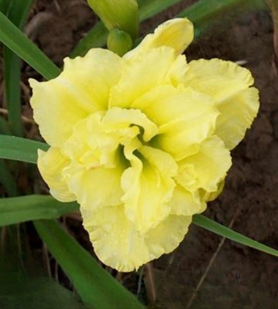 Daylily 'Tell About It' 4.75" Double Lemon Yellow Fragrant Blooms on 24" Scapes