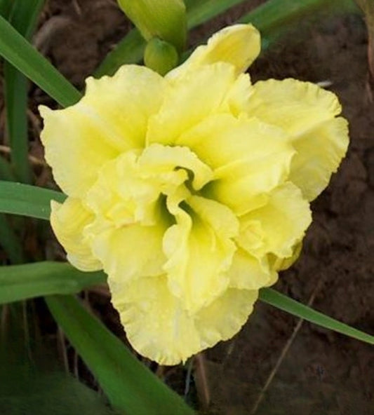 Daylily 'Tell About It' 4.75" Double Lemon Yellow Fragrant Blooms on 24" Scapes