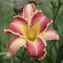 Daylily 'Wolverine' Rose Pink 7 1/4" Edged, Toothed Blooms, 38" Scape Height