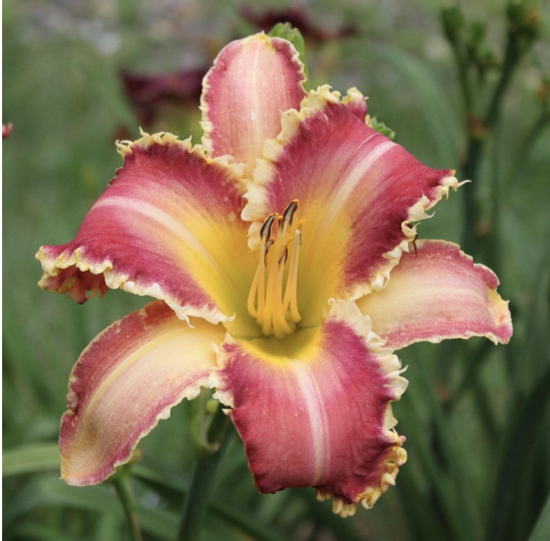 Daylily 'Wolverine' Rose Pink 7 1/4" Edged, Toothed Blooms, 38" Scape Height